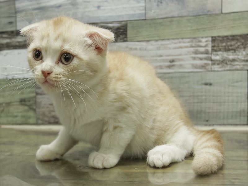 スコティッシュ・フォールド - 浜松雄踏店 | ペッツワン